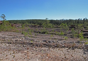 Coniferous Prints: Habitat regeneration, gradual recolonisation of pine saplings and vegetation in exhausted Bauxite aluminium ore