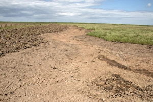 Work Prints: Habitat restoration work, Deepdale Marsh, Burnham Deepdale, North Norfolk, England
