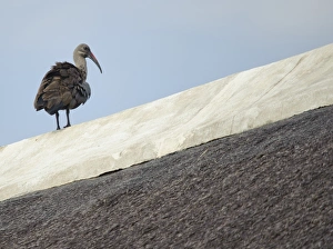 Ibises Prints: Hadada Ibis (Bostrychia hagedash) adult