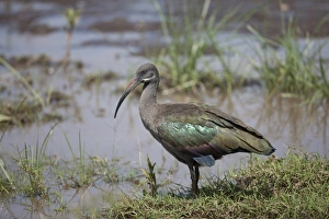 Hadada Ibis (Bostrychia hagedash) adult, standing in wetland, Lake Nakuru N. P. Great Rift Valley, Kenya, August