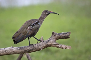 Hadada Ibis (Bostrychia hagedash) adult, standing on branch, Lake Nakuru N. P. Great Rift Valley, Kenya, August