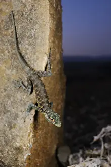 Gecko Prints: Haggier Massif Rock Gecko (Pristurus insignoides) adult