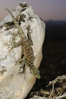 Haggier Massif Rock Gecko (Pristurus insignoides) adult, on rock in desert at night, Socotra, Yemen, march