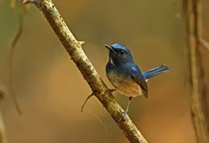 Cambodia Prints: Hainan Blue-flycatcher (Cyornis hainanus) adult male