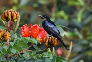 Drongos Prints: Hair-crested Drongo (Dicrurus hottentottus hottentottus) adult