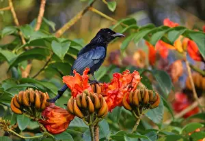 Hair-crested Drongo (Dicrurus hottentottus hottentottus) adult, with throat dusted with pollen, perched in flowering tree, Kaeng Krachan N. P. Thailand, november