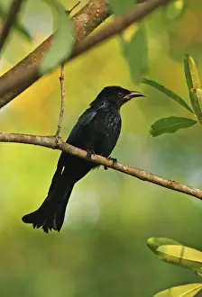 Hair-crested Drongo (Dicrurus hottentottus hottentottus) adult, perched on twig, Kaeng Krachan N. P. Thailand, november
