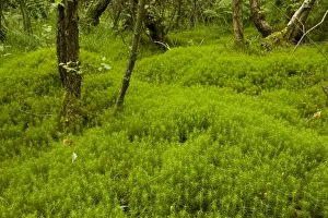County Prints: Hair Moss (Polytrichum sp. ) understory in Birch (Betula sp)