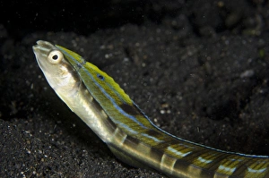 Hairtail Snakeblenny (Xiphasia setifer) adult, resting on black sand, Lembeh Straits, Sulawesi, Sunda Islands