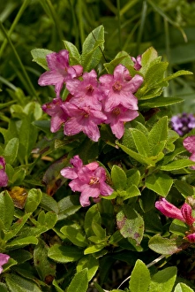 Germany Prints: Hairy Alpenrose (Rhododendron hirsutum) flowering