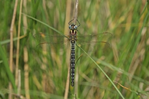 Rumania Prints: Hairy Dragonfly (Brachytron pratense) adult male