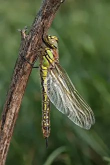Newly Prints: Hairy Dragonfly (Brachytron pratense) freshly emerged adult female