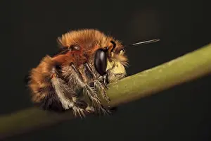 Hairy-footed Flower Bee (Anthophora plumipes) adult male, sleeping, with jaws locked onto stem, Leicestershire, England, april