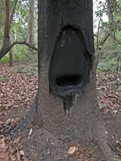 Hairy-leafed Apitong (Dipterocarpus alatus) close-up of trunk, with fire hole cut into trunk for burning out resin