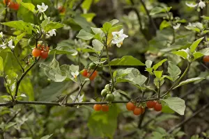 Solanaceae Prints: Hairy Nightshade (Solanum villosum) flowering and in fruit, France, October