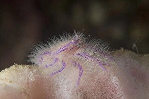 Strait Prints: Hairy Squat Lobster (Lauriea siagiani) adult