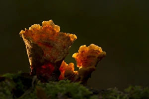 Hairy Stereum (Stereum hirsutum) fruiting bodies, backlit, Sheffield, South Yorkshire, England, November