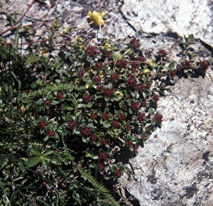 Hairy Thyme (Thymus polytrichus)