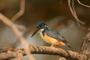 Kingfishers Prints: Half-collared Kingfisher (Alcedo semitorquata) adult