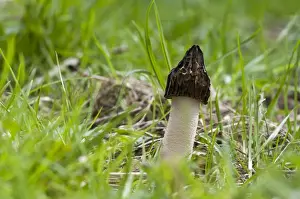 Leicestershire Prints: Half-free Morel (Mitrophora semilibera) fruiting body
