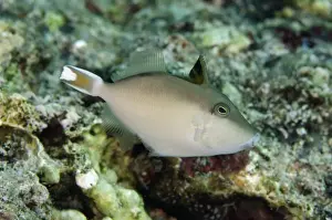 Triggerfish Prints: Halfmoon Triggerfish (Sufflamen chrysopterum) juvenile