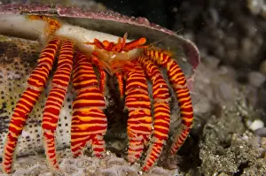Indopacific Prints: Halloween Hermit Crab (Ciliopagurus strigatus) adult