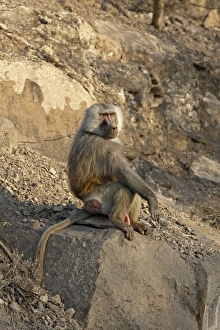 Hamadryas Baboon (Papio hamadryas) adult male, sitting on rock, near Bilen Hot Springs, Ethiopia