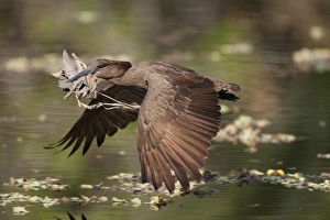 Nest Prints: Hamerkop (Scopus umbretta) adult