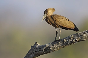 Hamerkop (Scopus umbretta) adult, standing on branch, South Luangwa N. P. Zambia, June
