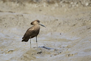Hamerkop (Scopus umbretta) adult, standing on mud in mangrove swamp, Gambia, February