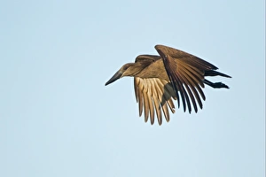 Hamerkop (Scopus umbretta) adult, in flight, Okavango Delta, Botswana