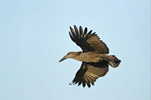Hamerkop (Scopus umbretta) adult, in flight, Okavango Delta, Botswana