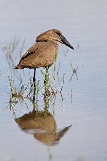 Chobe Prints: Hamerkop (Scopus umbretta) adult