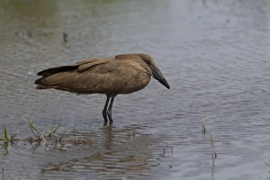 Stork Prints: The Hamerkop (Scopus umbretta)