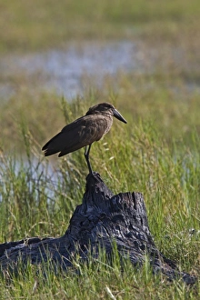 The Hamerkop (Scopus umbretta), also known as Hammerkop, Hammerkopf, Hammerhead, Hammerhead Stork, Umbrette