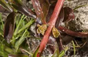 Hampshire Purslane (Ludwigia palustris) close-up of flowers, growing in pond, New Forest, Hampshire, England, July