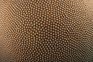 Details Prints: Hard Coral (Diploastrea heliopora) calyces