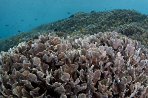 Hard Prints: Hard Coral (Pavona decussata) in reef habitat with fish