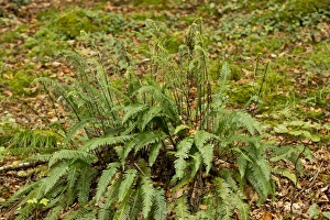 Hard Fern (Blechnum spicant) with fertile fronds, East Lyn River Valley, Exmoor N. P. Devon, England, October