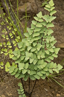Leaves Prints: Hard Fern (Pellaea calomelanos) fronds