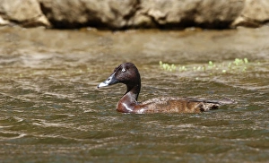 Gorge Prints: Hardhead (Aythya australis) adult male, swimming, Ormiston Gorge, West MacDonnell N. P