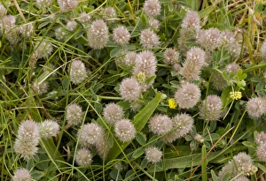 Shingle Prints: Hare s-foot Clover (Trifolium arvens) flowering