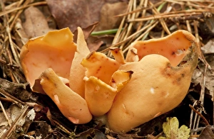 Ascomycete Prints: Hares Ear (Otidea onotica) fruiting body