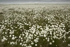 Cottongrass Prints: Harestail Cotton-grass (Eriophorum vaginatum) flowering mass