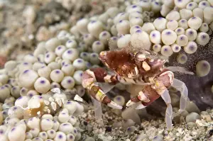 Decapoda Prints: Harlequin Crab (Lissocarcinus orbicularis) adult female