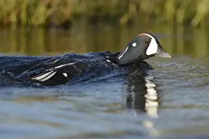 Harlequin Duck (Histrionicus histrionicus) adult male, breeding plumage, swimming on river, River Laxa, Iceland, June