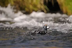 Harlequin Duck (Histrionicus histrionicus) adult male, breeding plumage, swimming in fast-flowing water, Iceland, June