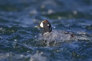 Harlequin Duck (Histrionicus histrionicus) adult male, breeding plumage, swimming on river rapids, River Laxa, Myvatn