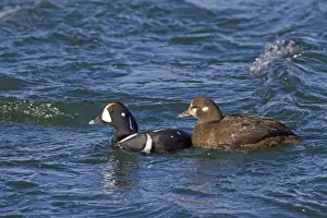 Harlequin Duck (Histrionicus histrionicus) adult pair, breeding plumage, swimming on river rapids, River Laxa, Myvatn