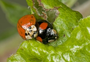 Harlequin Ladybird, Harmonia axyridis, two colour variations, adult pair, mating on apple leaves damaged by